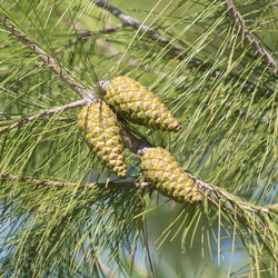 Close-up of lizard on tree