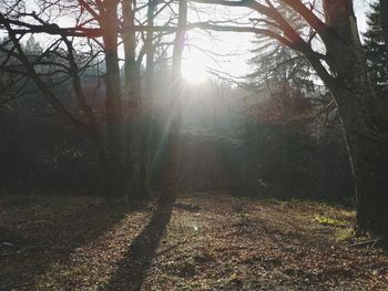 Sunlight streaming through trees in forest