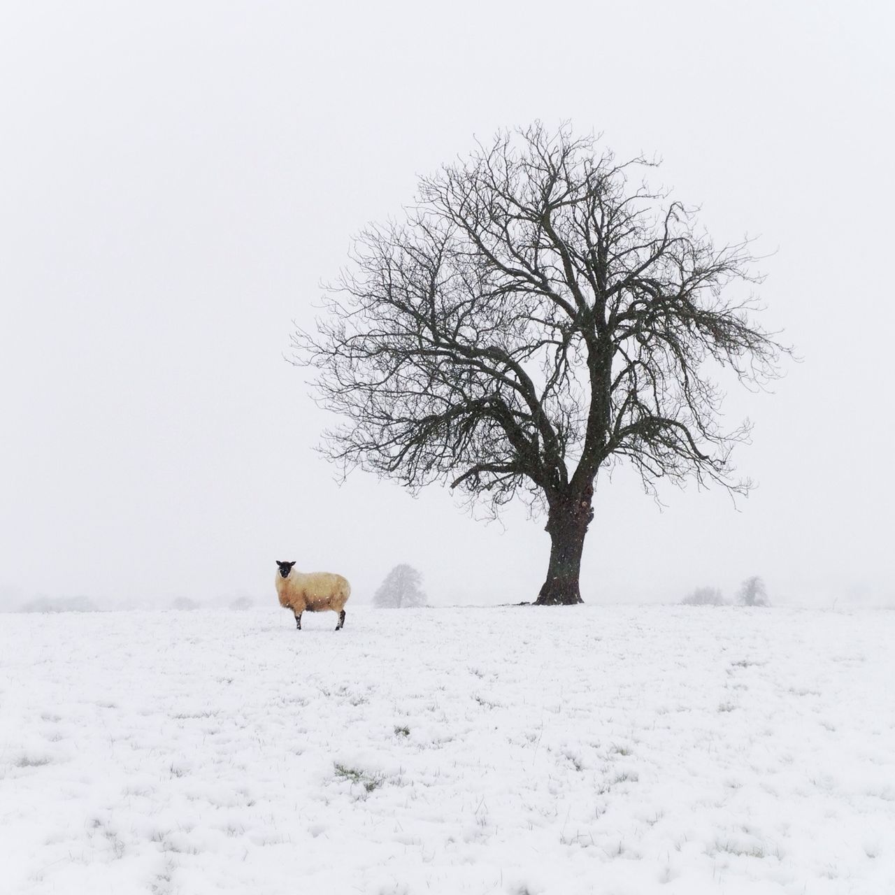 snow, winter, cold temperature, animal themes, season, weather, bare tree, tree, field, landscape, clear sky, one animal, covering, mammal, nature, tranquility, wildlife, tranquil scene, animals in the wild, white color