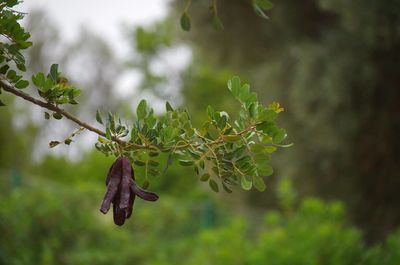 Close-up of plant