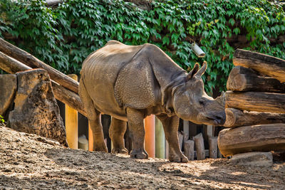 Elephant standing on tree