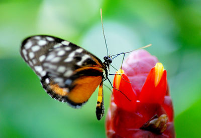 Butterfly sipping nectar
