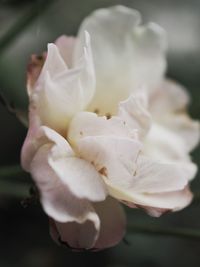 Close-up of rose blooming outdoors