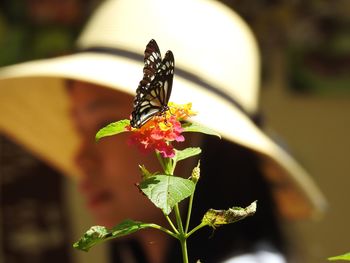 Close-up of butterfly pollinating on flower