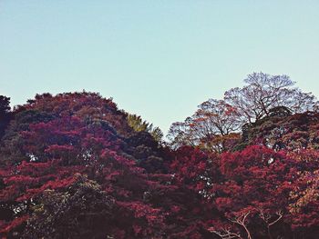 Scenic view of trees against clear sky