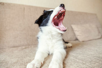 Close-up of a dog yawning