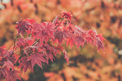 Close-up of leaves on branch