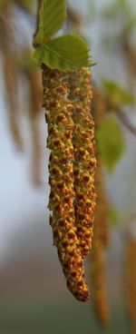 Close-up of leaves