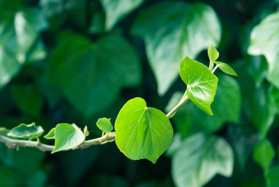 Close-up of green leaves