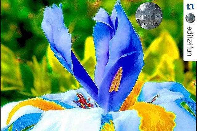 blue, focus on foreground, close-up, flower, purple, petal, multi colored, fragility, day, yellow, outdoors, no people, flower head, nature, beauty in nature, art and craft, sunlight, creativity, selective focus, plant