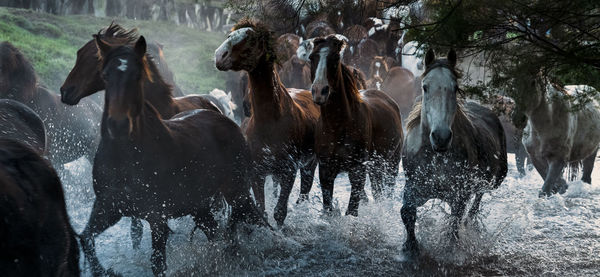 Panoramic view of horses in the water