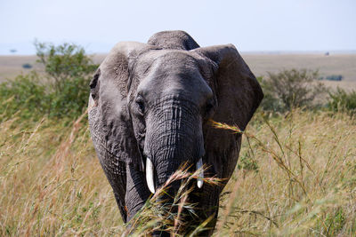 Elephant on field