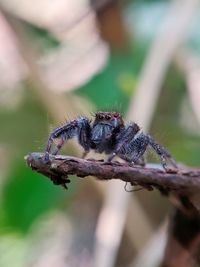 Close-up of spider on plant