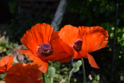 Close-up of orange poppy flowers