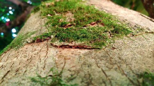 Close-up of mushroom growing on tree stump