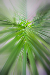 Close-up of palm leaves