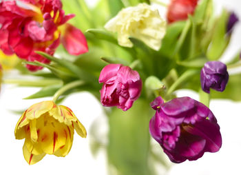 Close-up of pink flowering plant