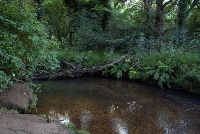 Scenic view of river stream amidst trees in forest