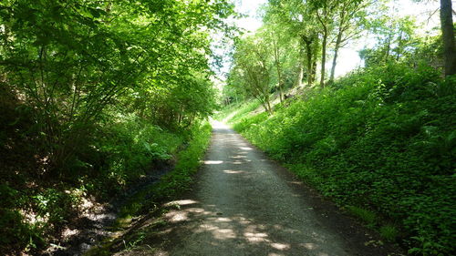 View of footpath amidst trees