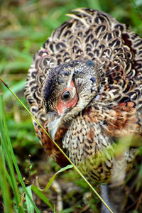 Close-up of bird