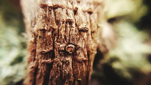 Close-up of wooden plank