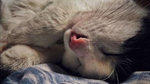 Close-up of cat sleeping