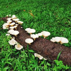 High angle view of mushrooms on field