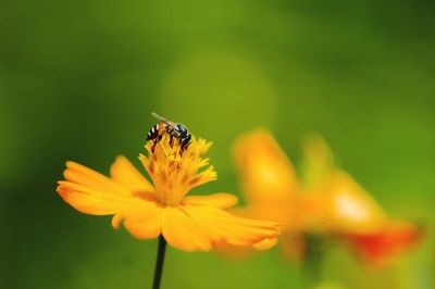 Close-up of insect on flower