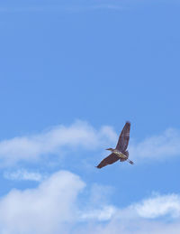 Low angle view of eagle flying in sky