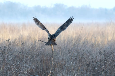 Long eared owl flying over field