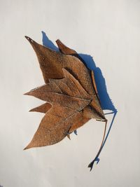High angle view of dry leaf against white background