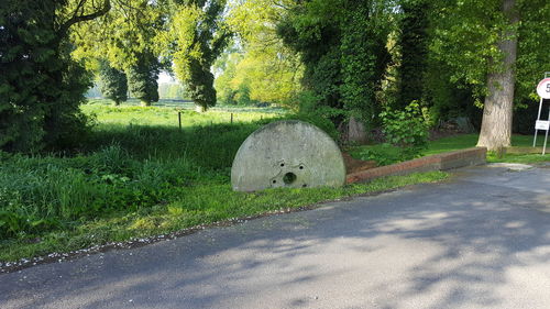 Trees in park