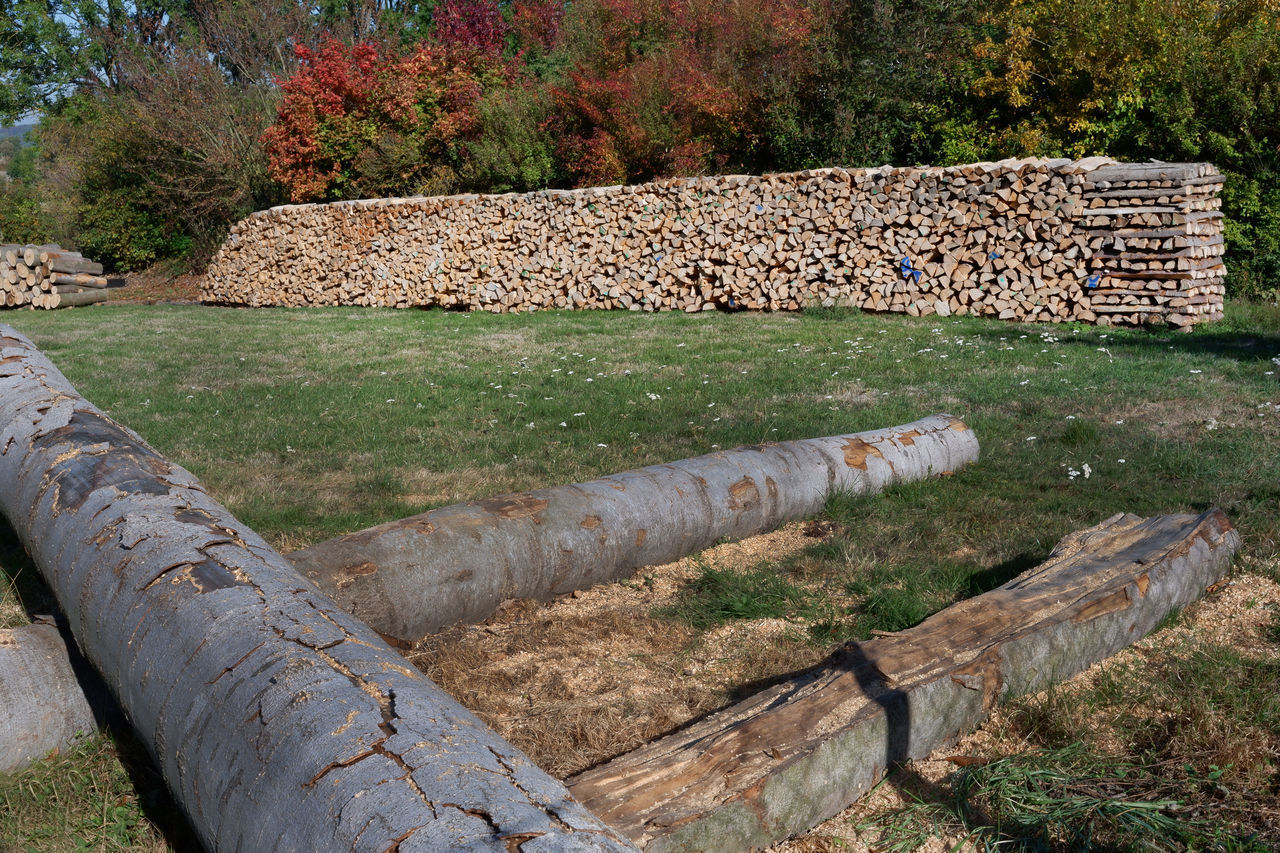 STACK OF LOGS ON FIELD