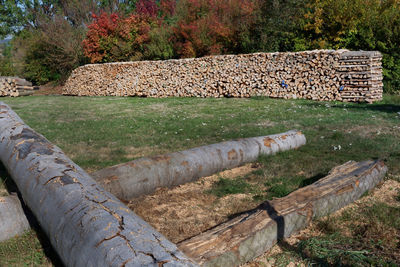 Stack of logs in a field