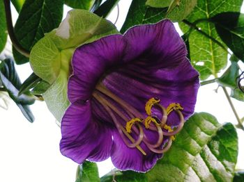 Close-up of purple flowering plant