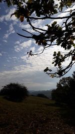 Trees on field against sky