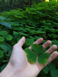 Close-up of hand holding plant