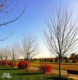 Bare trees on grassy field against cloudy sky