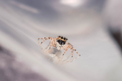 Close-up of spider