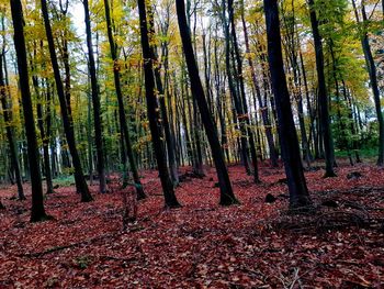 Trees growing in forest during autumn