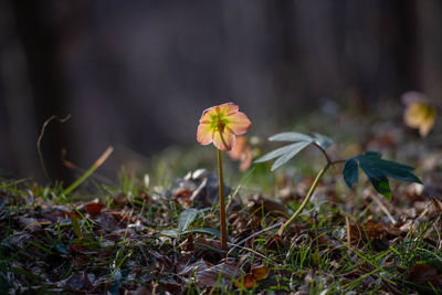 Close-up of flowering plant on field