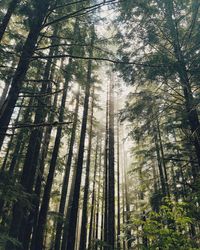 Low angle view of trees in forest