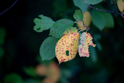 Close-up of flowering plant