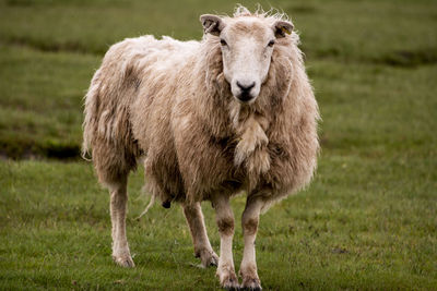 Portrait of sheep standing in farm