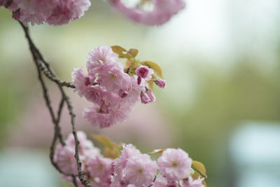 Close-up of pink cherry blossom