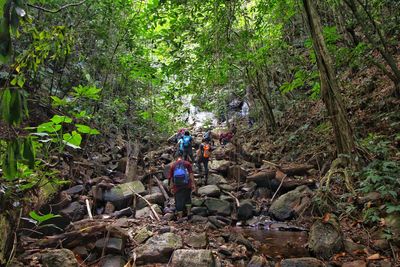 People hiking in forest