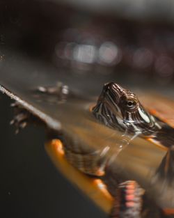 Close-up of turtle in tank