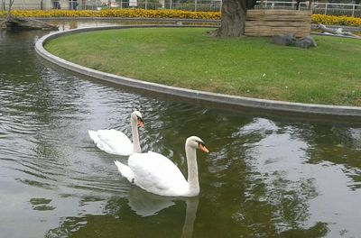 Birds in calm lake