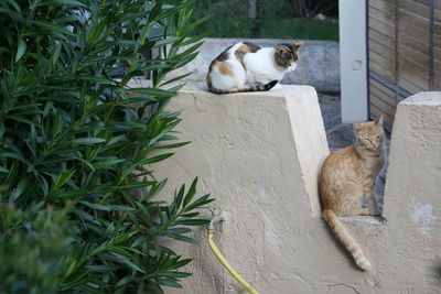 Cat sleeping in a dog