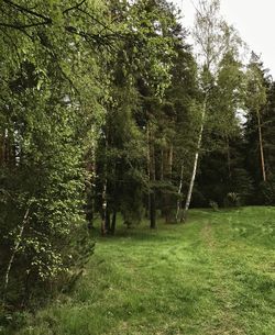 Trees in forest